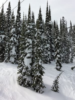 Whitefish Mountain Resort by null
