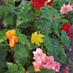 Wolf Mountain Nursery - Begonia