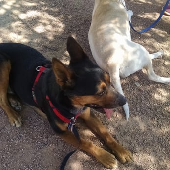 Learning Pawsibilities - Our dog, the black dog, has come such a long way! He never would have been able to come this close to another dog before training at LP - Pet Training Near Me - Phoenix, Arizona Learning Pawsibilities - Our dog, the black dog, has come such a long way! He never would have been able to come this close to another dog before training at LP - Pet Training Near Me - Phoenix, Arizona