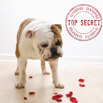 A Dog's Dream - Valentine's Day Special - Pet Groomers Near Me - New Bern, North Carolina A Dog's Dream - Valentine's Day Special - Pet Groomers Near Me - New Bern, North Carolina
