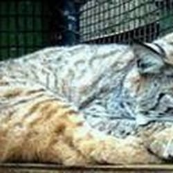 Critter Creek Wildlife Station