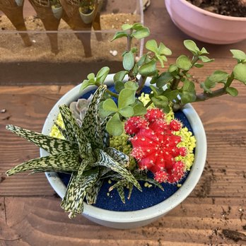 Jade & Clover - The terrarium I made - Nurseries & Gardening Near Me - Phoenix, Arizona