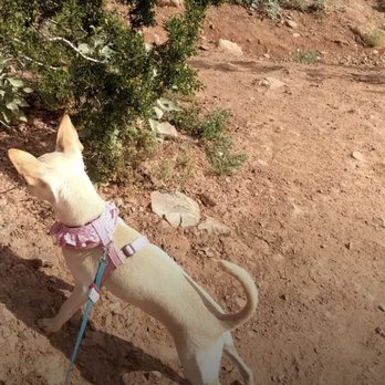 Papago Park Trails - Daisy exploring - Hiking Near Me - Phoenix, Arizona Papago Park Trails - Daisy exploring - Hiking Near Me - Phoenix, Arizona