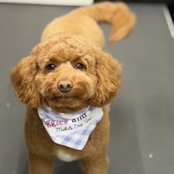 Wiggles And Wags Mobile Dog Spa - Freshly groomed Goldendoodle smiling at the camera wagging her tail.