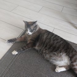 Old Town Jewelers - Super friendly shop cat