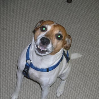 Casper's Crusaders - Monty - Pet Sitting Near Me Casper's Crusaders - Monty - Pet Sitting Near Me