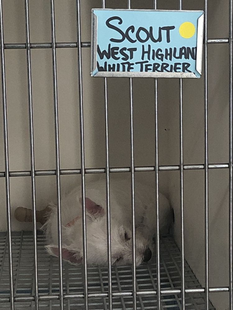 YOUR PET EXPERTS Updated October 2024 1665 State Hill Rd, Wyomissing, Pennsylvania Pet