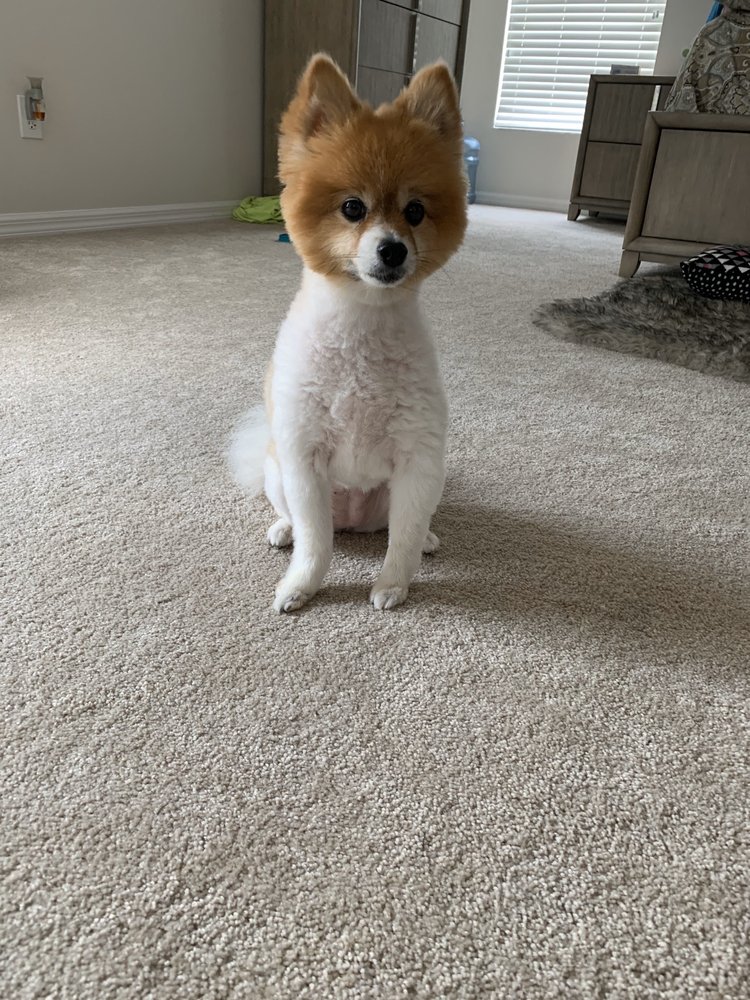 HAPPY PAWS PET RESORT 28 Photos & 62 Reviews 12693 E Colonial Dr