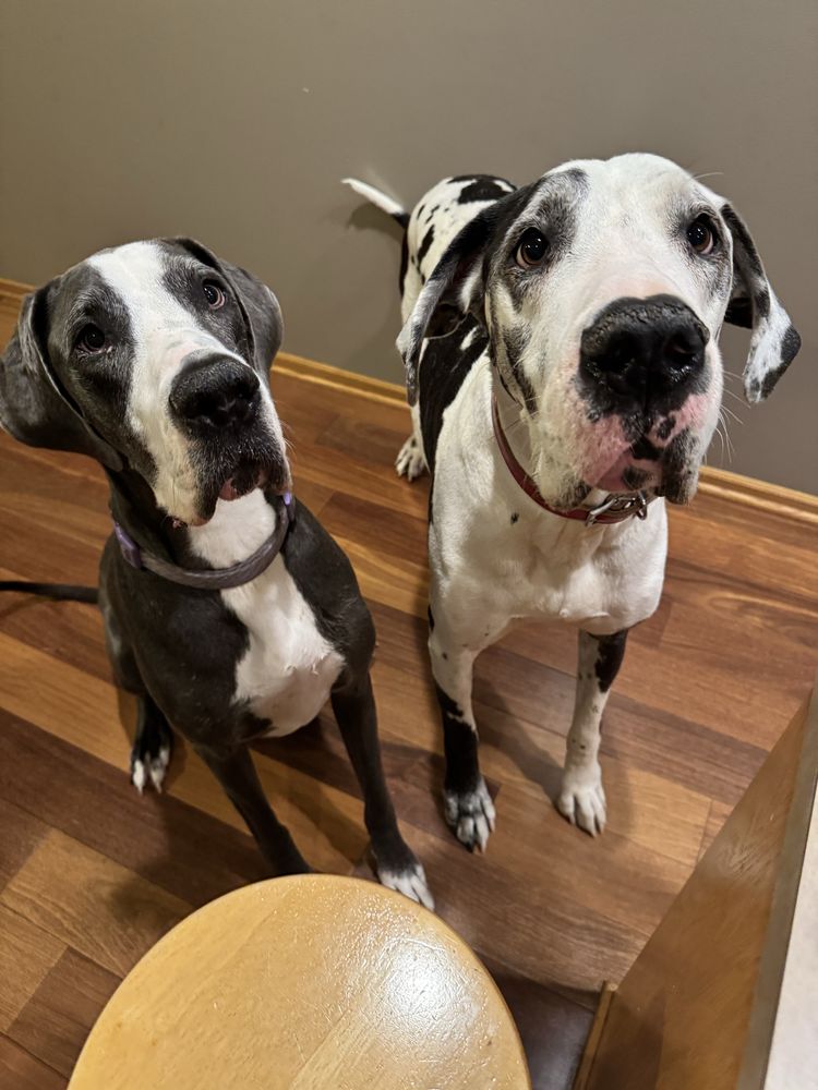 Nikki’s Furever Friends - pet boarding facility in Omaha, NE
