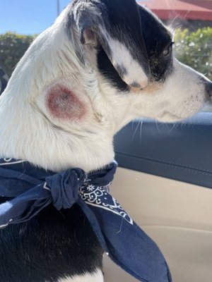 YAO ANIMAL HOSPITAL - Updated January 2026 - 25 Photos & 66 Reviews