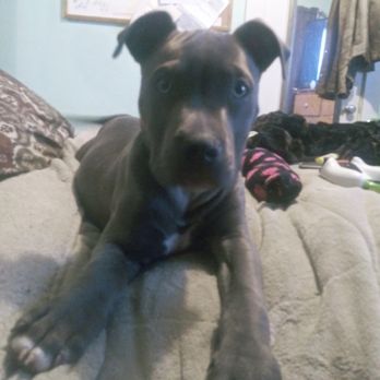 Shasta Valley Veterinary - At last Chance was diagnosed correctly! - Veterinarians Near Me - Montague, California Shasta Valley Veterinary - At last Chance was diagnosed correctly! - Veterinarians Near Me - Montague, California