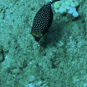 Island Style Diving - Scuba finds - Scuba Diving Near Me - Kihei, Hawaii