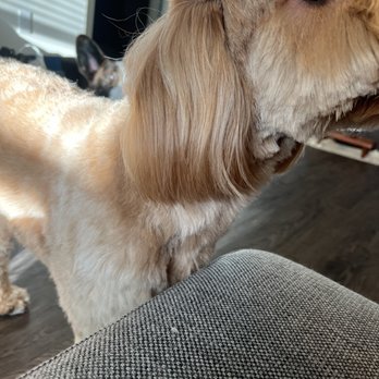 All 4's Grooming - body was cut way too short and the ear hairs are too long. not proportionate at all :( - Pet Groomers Near Me - San Jose, California