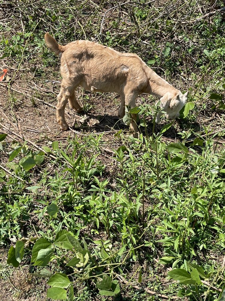 SCREEN GEMS STUDIOS Updated September 2024 175 Lakewood Way SW