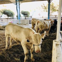 Sonoma County Fair