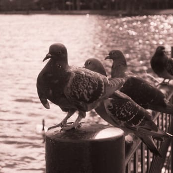Lake Eola Park - These little buggers are extremely tame. In fact, they are so comfortable around people they will poop right in front of you. - Parks Near Me - Orlando, Florida