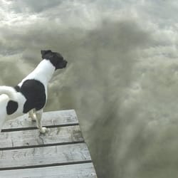 dog euthanasia and cremation near me