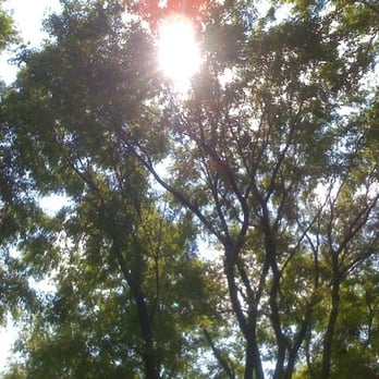 The Rectory Café - Beautiful trees surround you in the patio area - Cafes Near Me - Toronto, Ontario The Rectory Café - Beautiful trees surround you in the patio area - Cafes Near Me - Toronto, Ontario