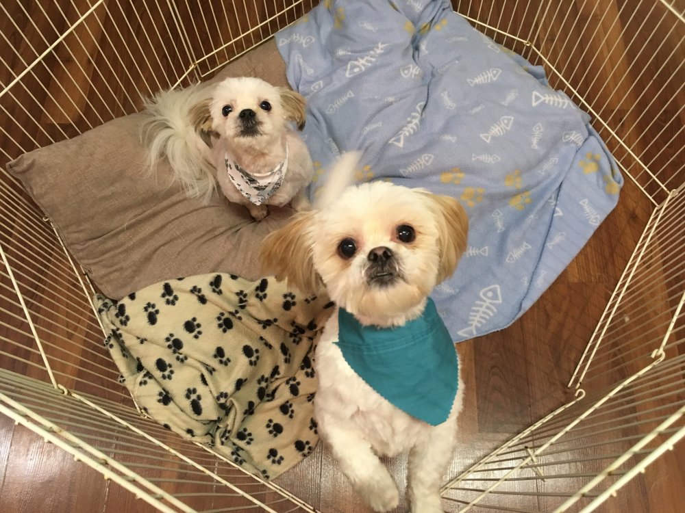 TOP NOTCH GROOMING SHOP Updated April 2024 31 Photos 526 McCrea Drive, Peterborough