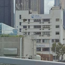 香港愛護動物協會