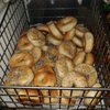 Modern Bagel Cafe gift card