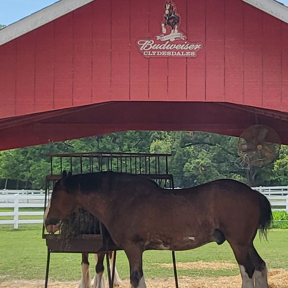 Grant's Farm - Beautiful horse - Attraction Farms Near Me - St. Louis, Missouri