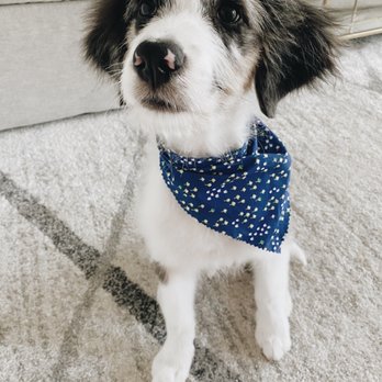 Poodle Doodle - Pet Groomers Near Me - Manassas, Virginia Poodle Doodle - Pet Groomers Near Me - Manassas, Virginia