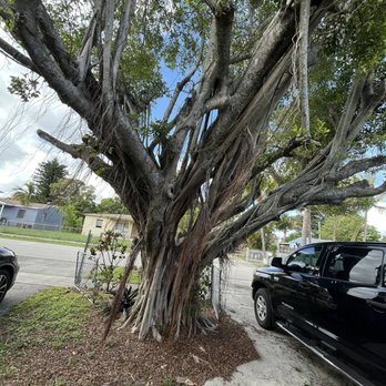 Héctor Tree Service - Tree Services Near Me - North Lauderdale, Florida