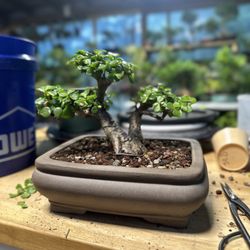 Sailfish Coastal Bonsai Nursery - Dwarf Jade
Artist: Xander Calhoun