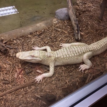 Tulsa Zoo - Albino croc! - Zoos Near Me - Tulsa, Oklahoma