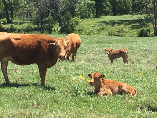 HeartBrand Beef by null