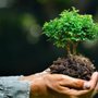 Photo of DiversiTree Arbor Care