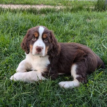 Graystone Manor - Puppy Otso - Pet Breeders Near Me - Ballston Spa, New York Graystone Manor - Puppy Otso - Pet Breeders Near Me - Ballston Spa, New York