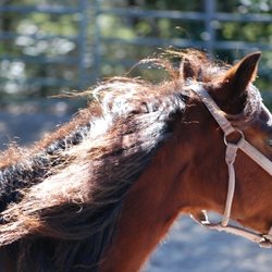 Sunset Riding Stables