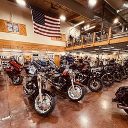 Young Grizzly Harley Davidson