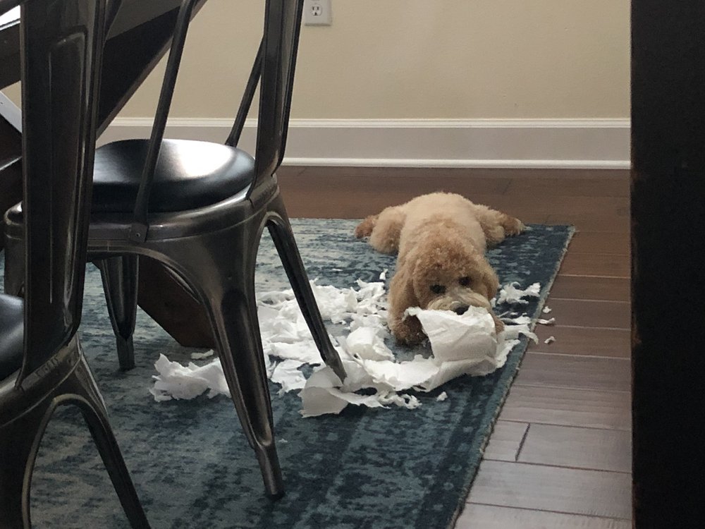 WHITEHOUSE VETERINARY HOSPITAL Updated May 2024 14 Photos & 22 Reviews 274 Main St