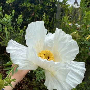 Cambria Nursery and Florist - Beautiful pops of color everywhere. - Nurseries & Gardening Near Me - Cambria, California Cambria Nursery and Florist - Beautiful pops of color everywhere. - Nurseries & Gardening Near Me - Cambria, California