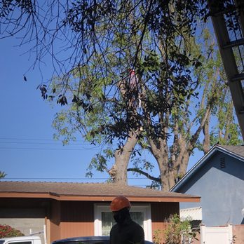 H & E Tree Service - Before removal. Huge tree. Roots encroaching on shared block wall and foundation. Sorry to see this beautiful habitat go. - Tree Services Near Me H & E Tree Service - Before removal. Huge tree. Roots encroaching on shared block wall and foundation. Sorry to see this beautiful habitat go. - Tree Services Near Me
