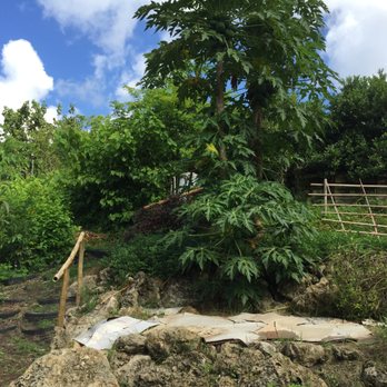 ECHO Global Farm - Hillside Papaya tree - Community Service/Non-Profit Near Me - North Fort Myers, Florida