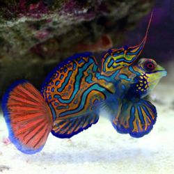 Well carry all beautiful dragonets and the live food they require to stay alive and thrive in your aquarium
