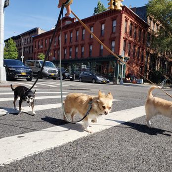 Bark Support - Dog Walkers Near Me