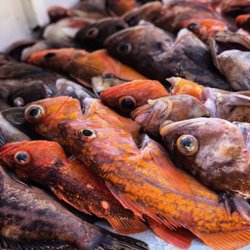 Cod Mountain Fish