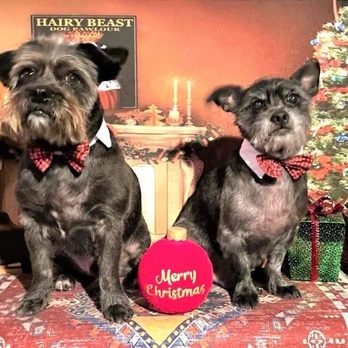 Hairy Beast Dog Pawlour - Gael and Griff, Xmas 2021 - Pet Groomers Near Me - Aurora, Illinois Hairy Beast Dog Pawlour - Gael and Griff, Xmas 2021 - Pet Groomers Near Me - Aurora, Illinois