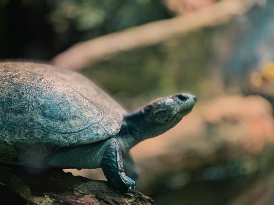 Fort Worth Zoo by null