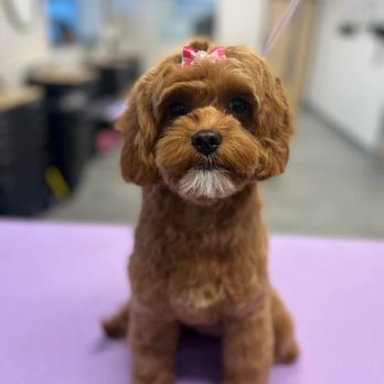 Adore Dog Salon - Pet Groomers Near Me - St Louis Park, Minnesota Adore Dog Salon - Pet Groomers Near Me - St Louis Park, Minnesota