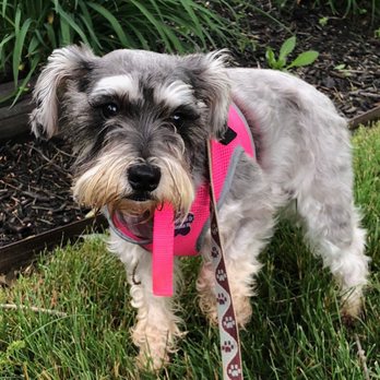 Stay Put Doggy - Pet Training Near Me - Indianapolis, Indiana Stay Put Doggy - Pet Training Near Me - Indianapolis, Indiana