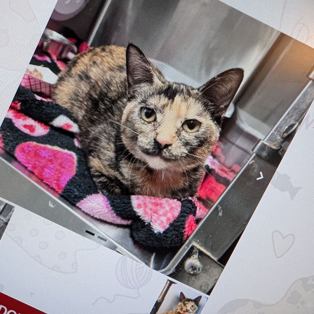 Orlando Cat Cafe - I love this cat!!! - Animal Shelters Near Me - Clermont, Florida Orlando Cat Cafe - I love this cat!!! - Animal Shelters Near Me - Clermont, Florida