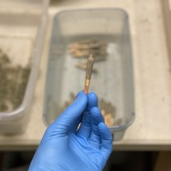 Montana Canna - Pre-rolls - full bud