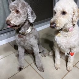 My 2 Goldendoodles My 2 Goldendoodles