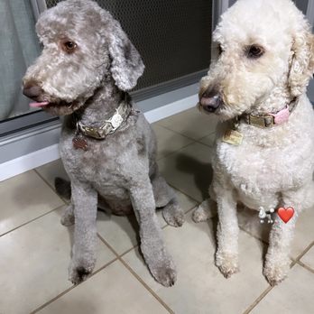 Paw Pros - My 2 Goldendoodles - Pet Groomers Near Me - Sacramento, California Paw Pros - My 2 Goldendoodles - Pet Groomers Near Me - Sacramento, California